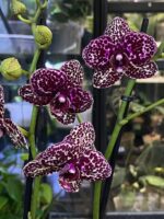 Phalaenopsis Wild Cat / storczyk - obrazek 3