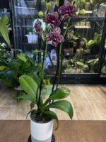 Phalaenopsis Wild Cat / storczyk - obrazek 6