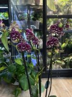 Phalaenopsis Wild Cat / storczyk - obrazek 5
