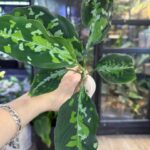 Aglaonema pictum 'tricolor', rzadka roślina kolekcjonerska o liściach ze wzorem kamuflażu w trzech kolorach, luksusowa aglaonema trójkolorowa, Variegarden.