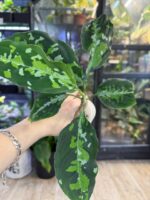 Aglaonema pictum 'tricolor', rzadka roślina kolekcjonerska o liściach ze wzorem kamuflażu w trzech kolorach, luksusowa aglaonema trójkolorowa, Variegarden.