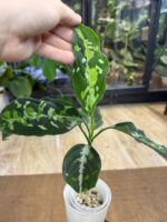 Aglaonema pictum 'tricolor' #1 - obrazek 4