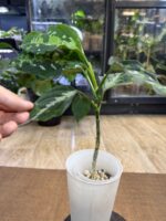 Aglaonema pictum 'tricolor' #1 - obrazek 5