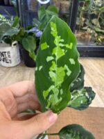 Aglaonema pictum 'tricolor' #1 - obrazek 3