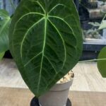 Anthurium Papillilaminum X