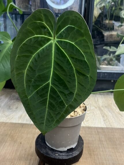 Anthurium Papillilaminum X