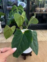 Anthurium blue Papillilaminum x Portillae #3 - obrazek 5