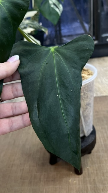 Anthurium blue Papillilaminum x Portillae #1 - VarieGarden Świat