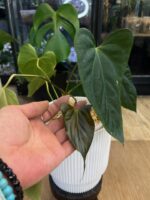 Anthurium blue Papillilaminum x Portillae #3 - obrazek 4