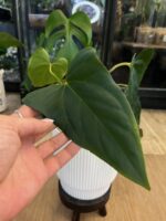 Anthurium blue Papillilaminum x Portillae #3 - obrazek 3