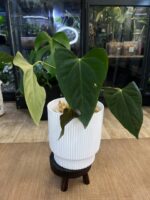 Anthurium blue Papillilaminum x Portillae #3 - obrazek 2