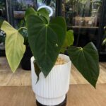 Anthurium blue Papillilaminum x Portillae, niezwykle rzadka autorska hybryda z naszego matecznika o aksamitnych, ciemnoniebieskich liściach, luksusowa roślina egzotyczna, Variegarden.