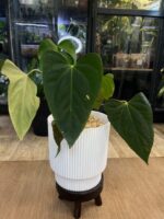 Anthurium blue Papillilaminum x Portillae, niezwykle rzadka autorska hybryda z naszego matecznika o aksamitnych, ciemnoniebieskich liściach, luksusowa roślina egzotyczna, Variegarden.