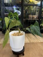Anthurium blue Papillilaminum x Portillae #3 - obrazek 6