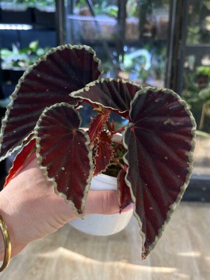 Begonia darthvaderiana 'Green Spot', ekstremalnie rzadka roślina kolekcjonerska o niemal czarnych, aksamitnych liściach z jasnymi kropkami i zielonym marginesem, Variegarden.