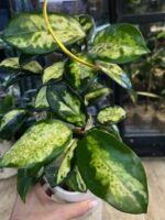 Hoya carnosa Madara 'Green Edge' / sadzonka cięta/ 1w2l #2 - obrazek 3