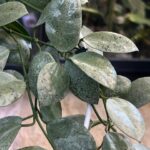 Hoya lacunosa Silver ‘Mint Coin’ (True) / sadzonka cięta / 1w2l