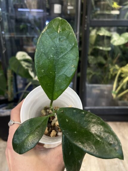 Hoya nervosa 'Jokul'