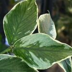 Hoya polyneura 'Jasminka', ekstremalnie rzadka odmiana kolekcjonerska o liściach w kształcie ogona syreny z intensywnym srebrnym splashem, Variegarden.