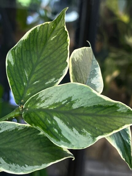 Hoya polyneura 'Jasminka', ekstremalnie rzadka odmiana kolekcjonerska o liściach w kształcie ogona syreny z intensywnym srebrnym splashem, Variegarden.