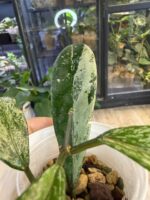 Hoya pubicalyx 'Pink Silver Ghost' #8 - obrazek 4