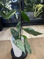 Hoya pubicalyx 'Pink Silver Ghost' #5 - obrazek 4