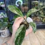 Hoya pubicalyx 'Pink Silver Ghost', rzadka roślina kolekcjonerska o srebrzystych liściach z różowymi przebarwieniami, luksusowa hoja o zapachu czekolady, Variegarden.