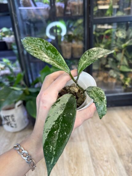 Hoya pubicalyx 'Pink Silver Ghost', rzadka roślina kolekcjonerska o srebrzystych liściach z różowymi przebarwieniami, luksusowa hoja o zapachu czekolady, Variegarden.