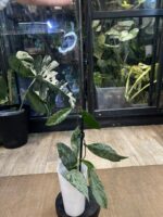 Hoya pubicalyx 'Pink Silver Ghost' #5 - obrazek 3