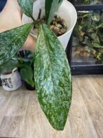 Hoya pubicalyx 'Pink Silver Ghost' #8 - obrazek 5