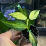 Hoya polyneura inner variegata, liście w kształcie ogona ryby z kremowym środkiem, rzadka woskownica kolekcjonerska, jasna variegacja inner, ozdobne pnącze domowe, Variegarden.
