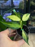 Hoya polyneura inner variegata, liście w kształcie ogona ryby z kremowym środkiem, rzadka woskownica kolekcjonerska, jasna variegacja inner, ozdobne pnącze domowe, Variegarden.