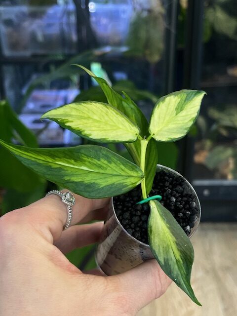 Hoya polyneura inner variegata, liście w kształcie ogona ryby z kremowym środkiem, rzadka woskownica kolekcjonerska, jasna variegacja inner, ozdobne pnącze domowe, Variegarden. Hoya polyneura inner variegata, liście w kształcie ogona ryby z kremowym środkiem, rzadka woskownica kolekcjonerska, jasna variegacja inner, ozdobne pnącze domowe, Variegarden.