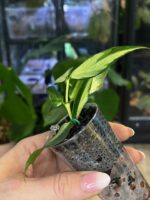 Hoya polyneura inner variegata #4 - obrazek 3