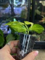 Hoya polyneura inner variegata #4 - obrazek 4