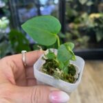 Anthurium Dark Mama x Dressleri, luksusowy okaz kolekcjonerski o ciemnych, aksamitnych liściach z wyraźnym unerwieniem, rzadka hybryda o welurowej teksturze, Variegarden.