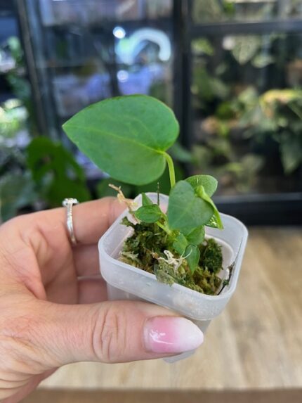 Anthurium Dark Mama x Dressleri, luksusowy okaz kolekcjonerski o ciemnych, aksamitnych liściach z wyraźnym unerwieniem, rzadka hybryda o welurowej teksturze, Variegarden.