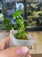 Anthurium Dark Mama x Dressleri #3 - obrazek 3