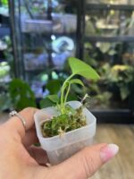 Anthurium Dark Mama x Dressleri #3 - obrazek 2