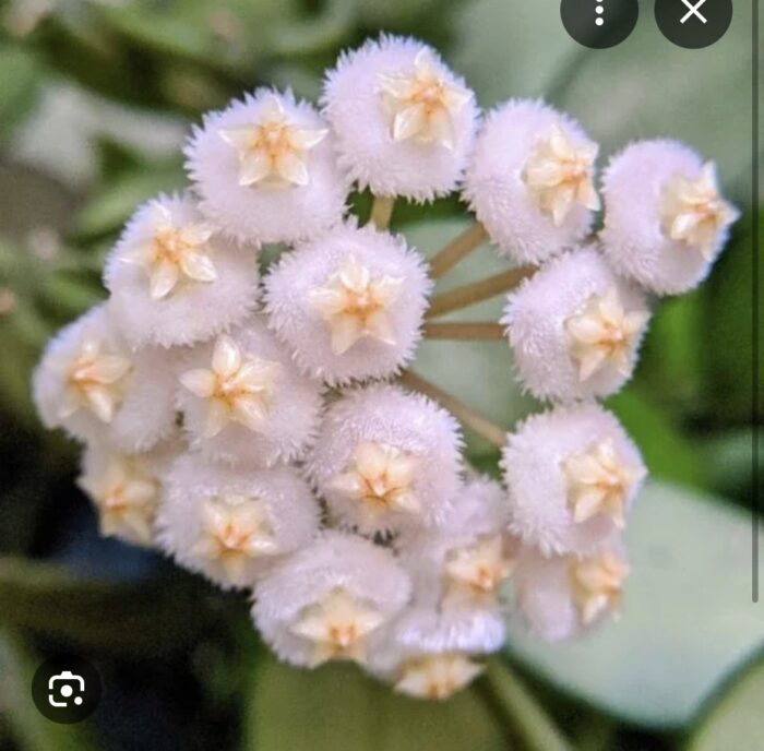 Hoya lacunosa 'Violet' #1 - obrazek 2