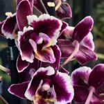 Phalaenopsis Younghome Kaleido, kolekcjonerski storczyk o ciemnopurpurowych, woskowych kwiatach z białym marginesem, luksusowa orchidea o głębokim wybarwieniu, Variegarden.