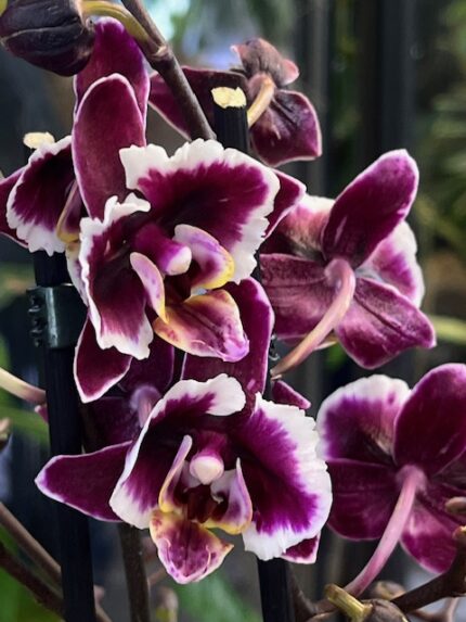 Phalaenopsis Younghome Kaleido, kolekcjonerski storczyk o ciemnopurpurowych, woskowych kwiatach z białym marginesem, luksusowa orchidea o głębokim wybarwieniu, Variegarden.