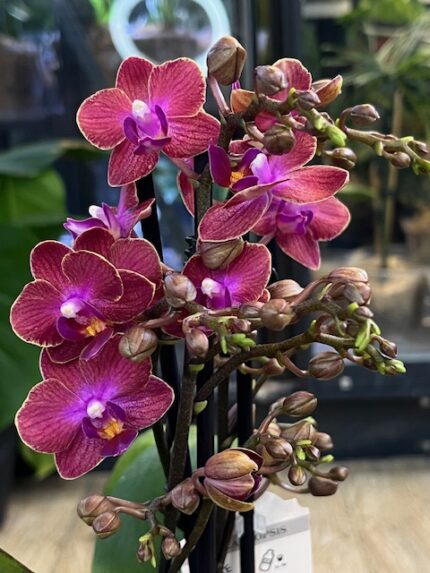 Phalaenopsis Jefferson, dostojny storczyk o dużych, bordowo-purpurowych kwiatach i ciemnozielonych, skórzastych liściach, luksusowa orchidea domowa, Variegarden.