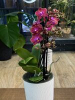 Phalaenopsis Jefferson / storczyk - obrazek 3