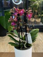 Phalaenopsis Jefferson / storczyk - obrazek 4