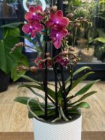 Phalaenopsis Jefferson / storczyk - obrazek 5