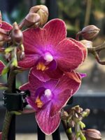 Phalaenopsis Jefferson / storczyk - obrazek 2