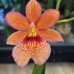 Burrageara Nelly Isler Orange, kolekcjonerski storczyk o pomarańczowo-miedzianych kwiatach i intensywnym zapachu, unikatowa hybryda o jasnozielonych pseudobulwach, Variegarden.
