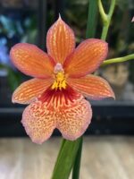Burrageara Nelly Isler Orange, kolekcjonerski storczyk o pomarańczowo-miedzianych kwiatach i intensywnym zapachu, unikatowa hybryda o jasnozielonych pseudobulwach, Variegarden.