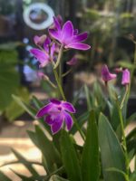 Dendrobium Berry Oda / storczyk pachnący - obrazek 2